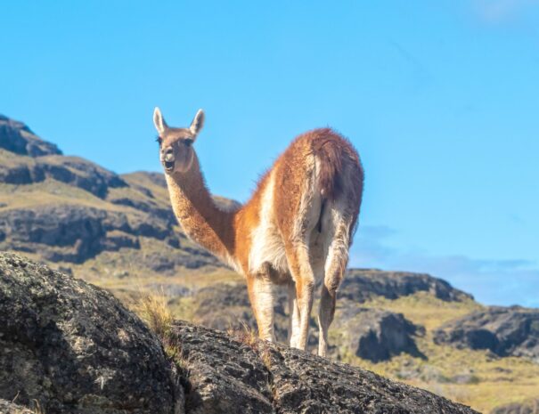 Parque Patagonia Cochrane